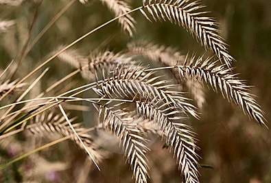  Como era o trigo que crescia 10 mil anos atrás e era colhido manualmente de campos não cultivados? Essa pergunta simples levou-me ao Oriente Médio – ou, mais precisamente, a uma pequena fazenda orgânica na região ocidental de Massachusetts.